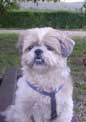 photo de Nova, Shih-Tzu servant pour sa reprsentation en portrait